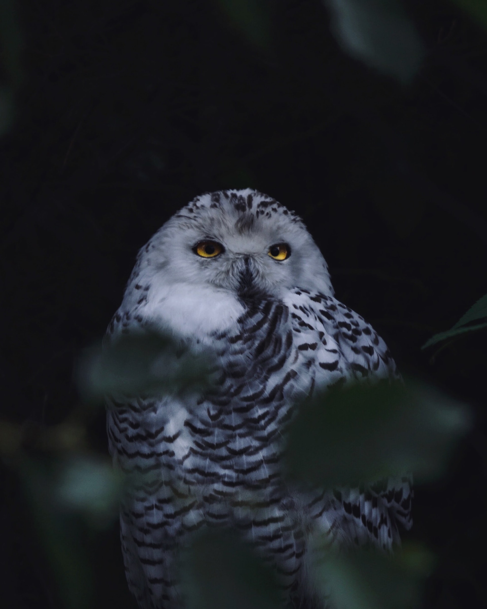 Owl standing in a dark forest.